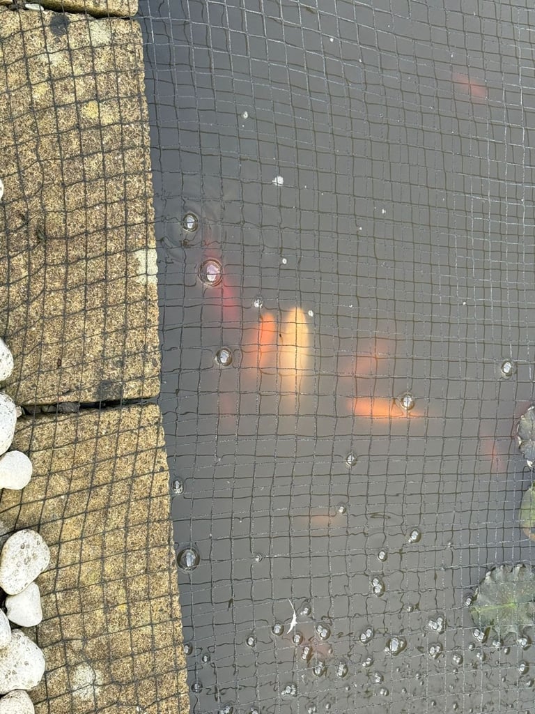 image for Fishes need new home