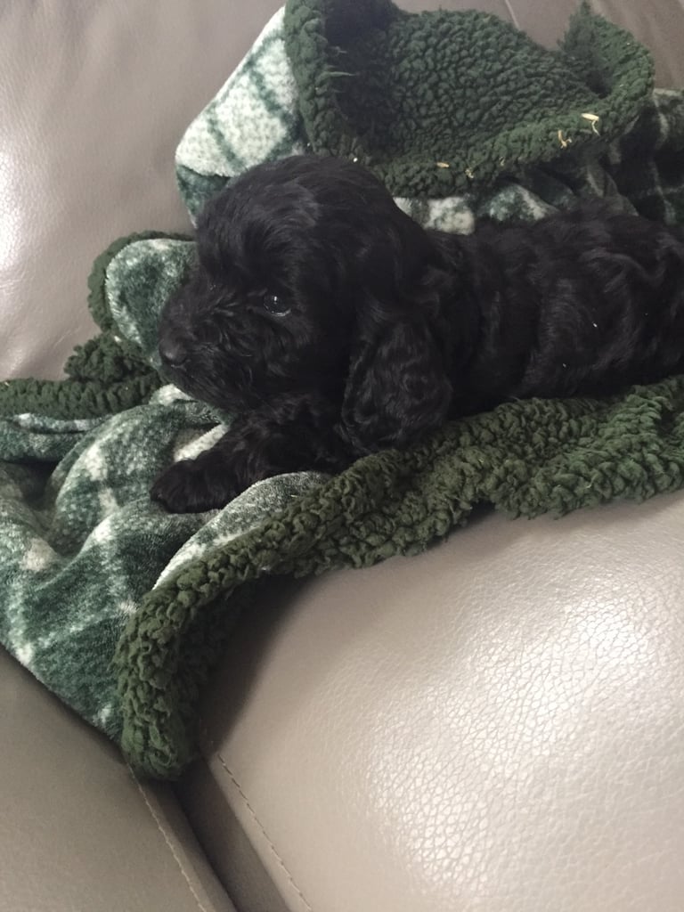 Just one black girl left now !