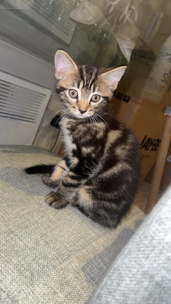 image for Kitten 