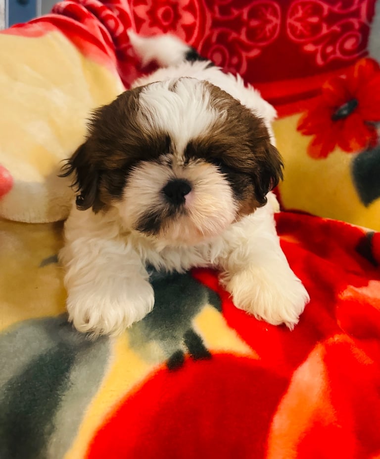 Shihtzu 