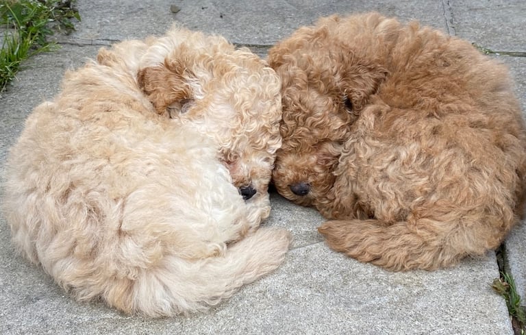 Toy poodle puppies Aberdeenshire 