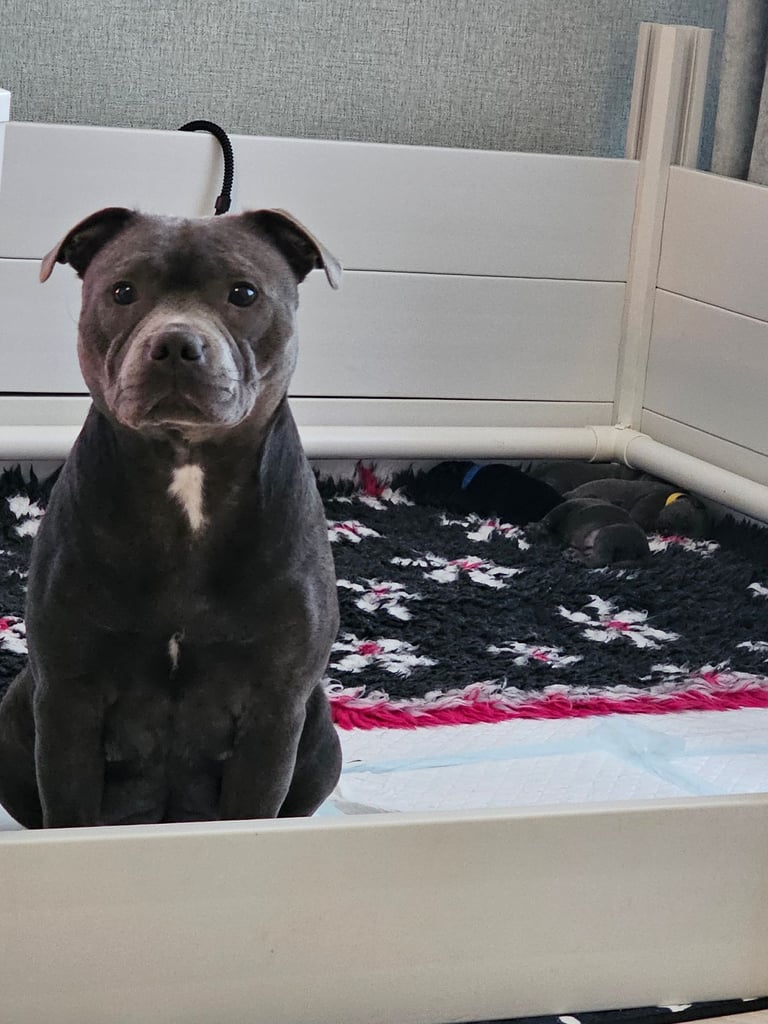 Ch Rampage grand pups