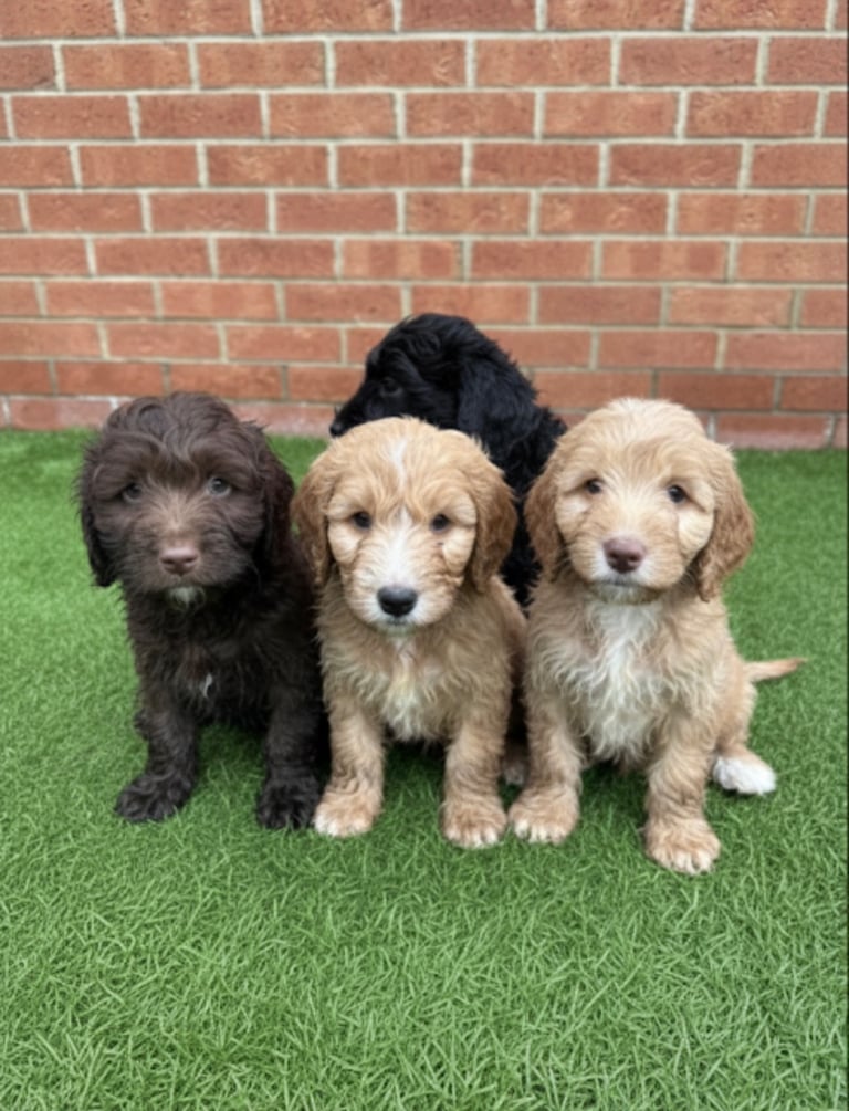 6 beautiful Cockapoo puppies 