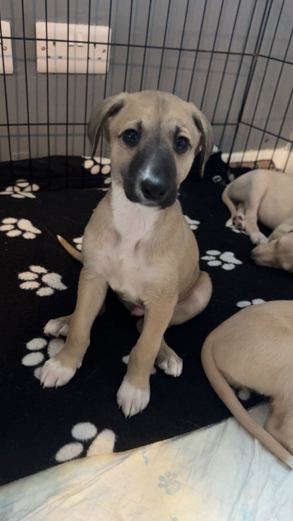 image for Lurcher pups for sale
