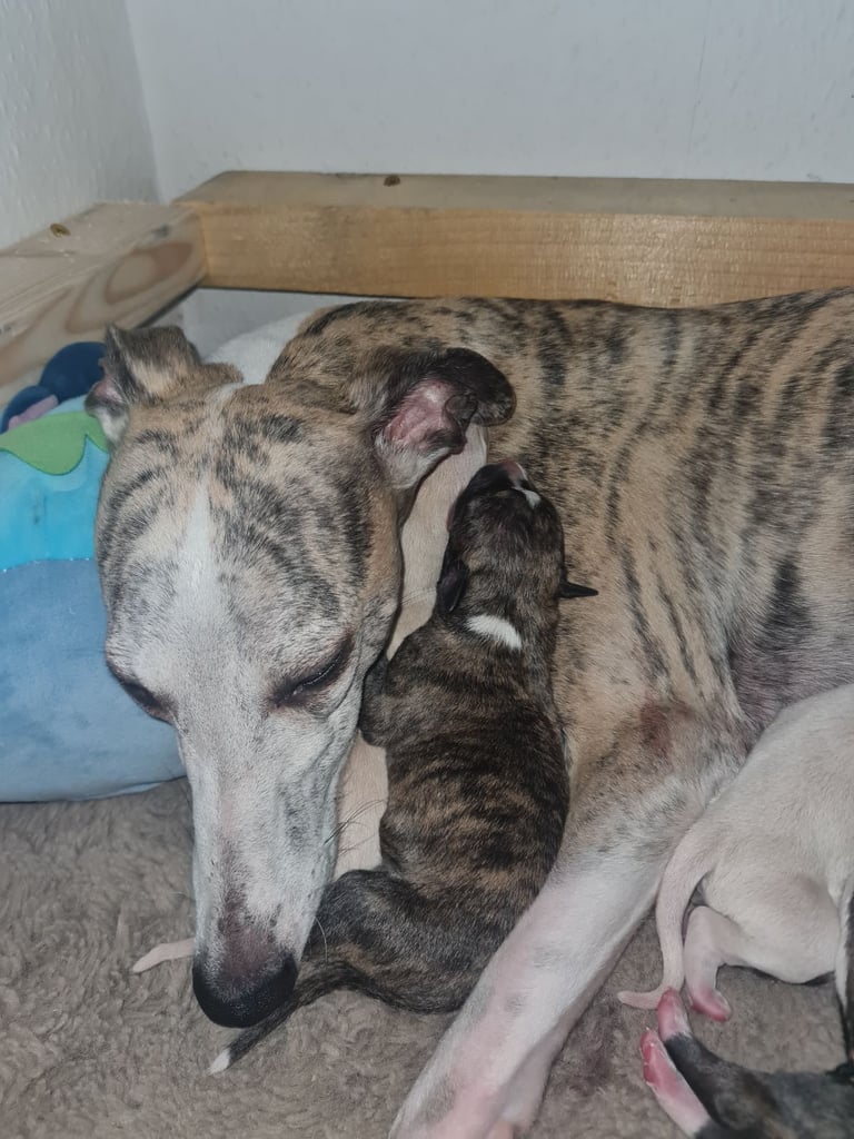 Full Pedigree Whippet Puppies