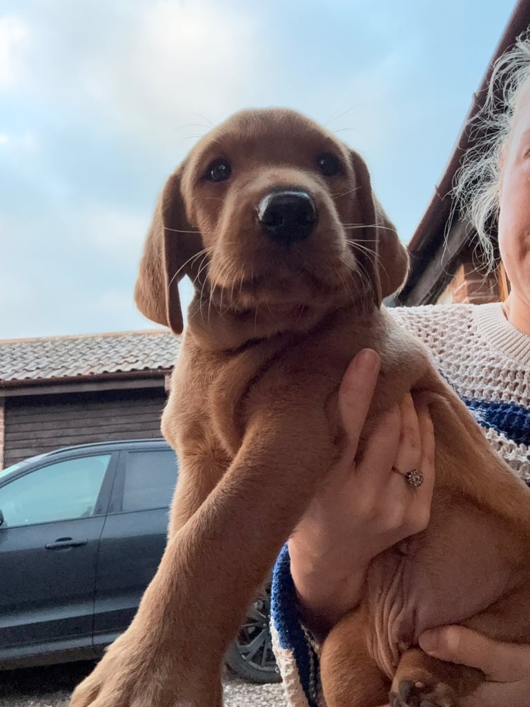 1 KC reg Dark Fox Red Labrador puppy remaining 