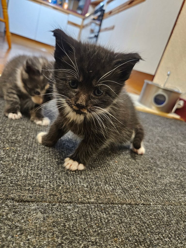 Kittens For Sale - Maine Coon Mother 