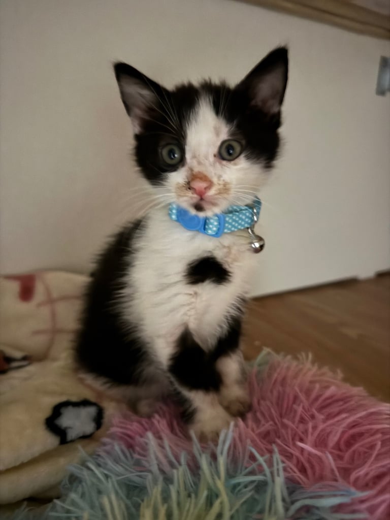 image for Beautiful Male Kitten