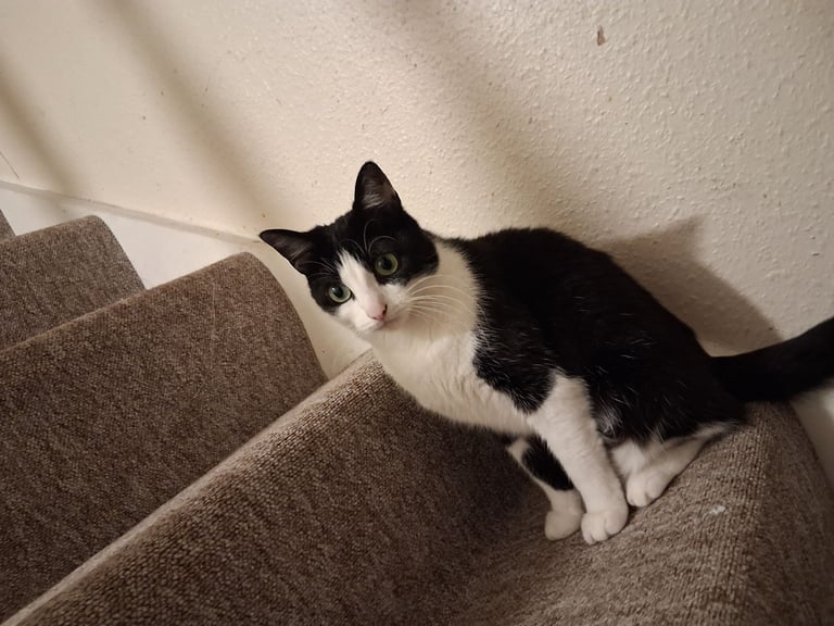 Playfull Black and White Cat