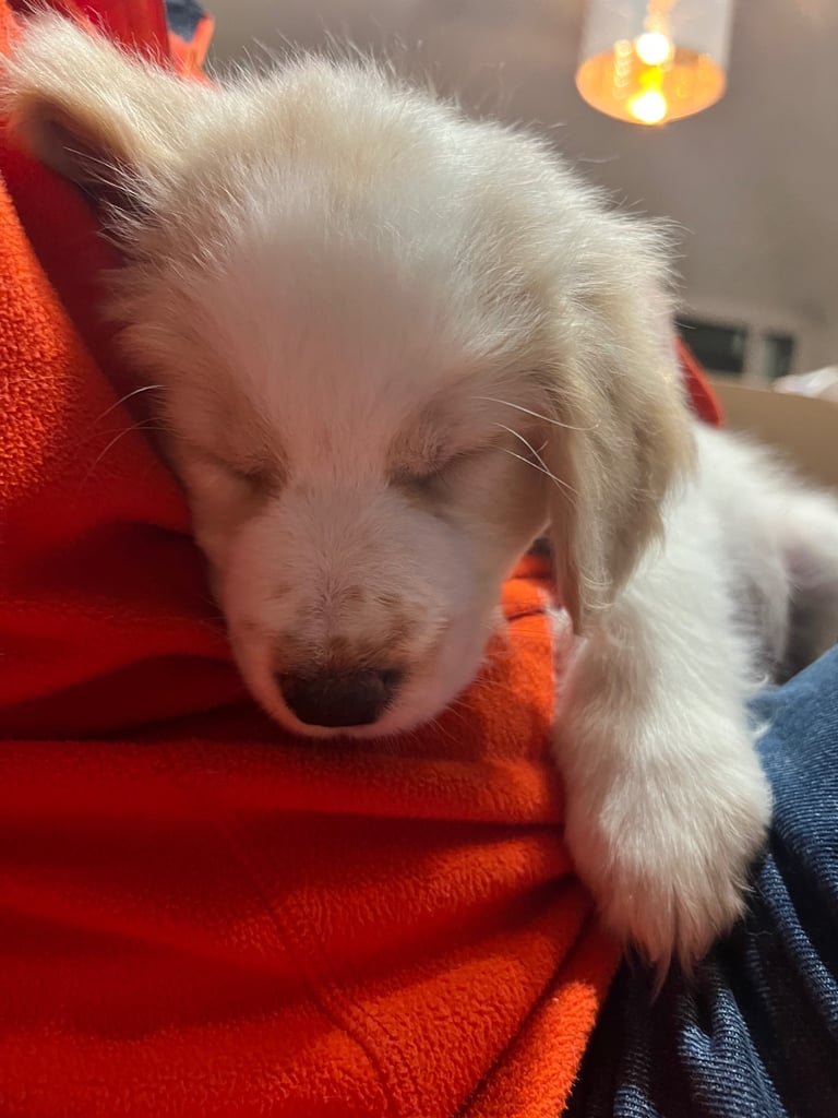 [Last Few] Rare Samshie puppy Litter (Samoyed x Welshie)