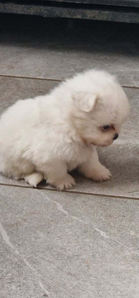 Ready Now 3 Girls. Pomeranian x shitzu health check. 1st vacination.  
