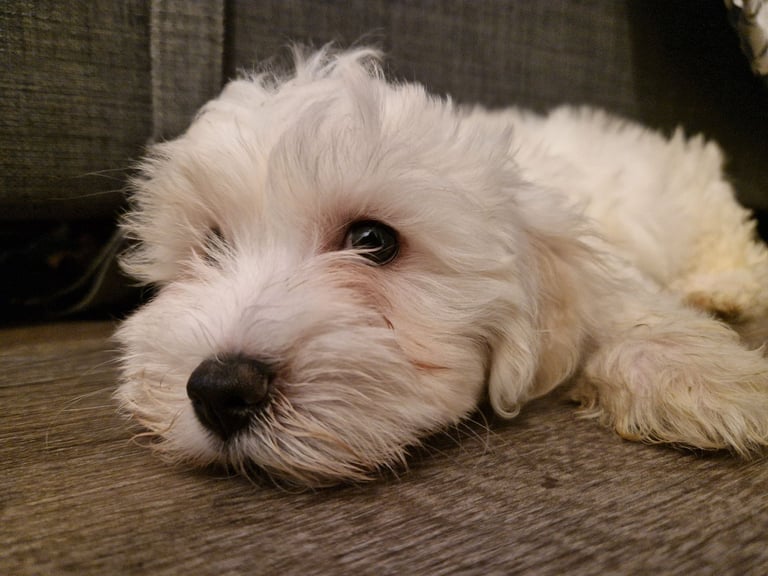 image for 🐶 ✨️Incredibly loving and sweet Maltese 🐶 🥰