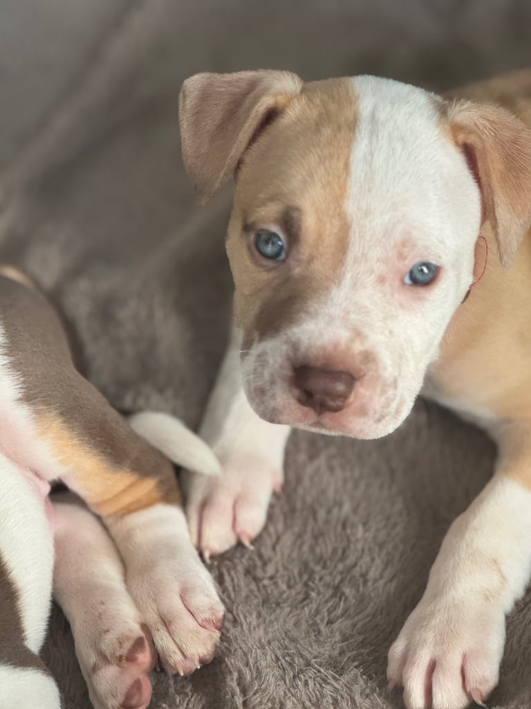 Beautiful American bulldogs 
