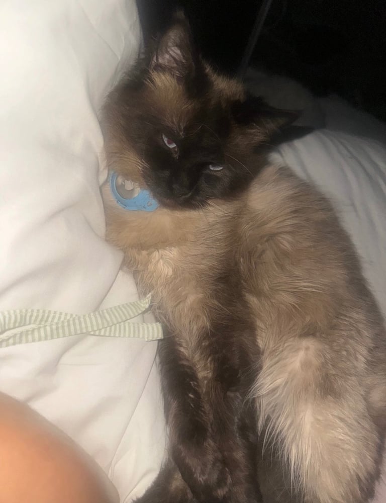 British short hair cross ragdoll kittens 