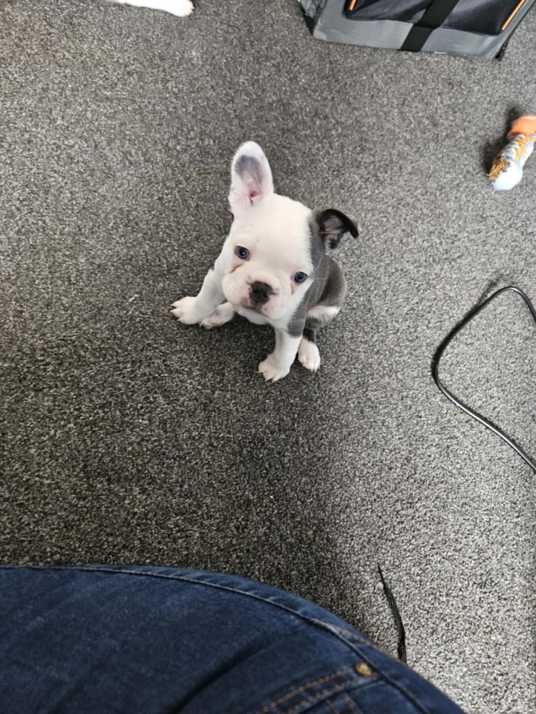 Frenchton pups