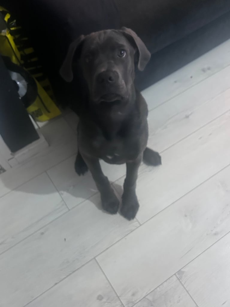 6 month old male 