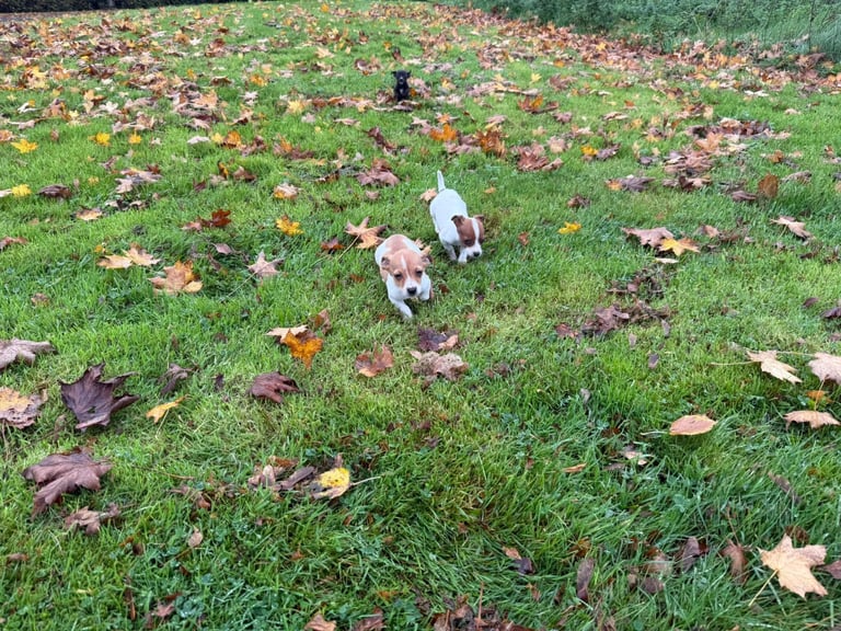image for Miniature jack Russell puppies 