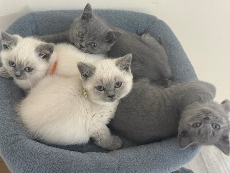 British Shorthair Kittens: 2 Blue Boys, 3 Colourpoint (2 Girls, 1 Boy) – Ready for Their New Homes