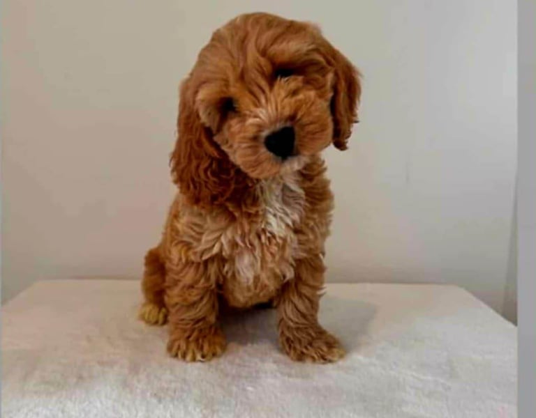 Cockapoo 9 weeks old 