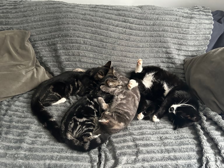 2 Beautiful girl cats 