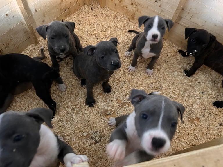 Staffie puppies 