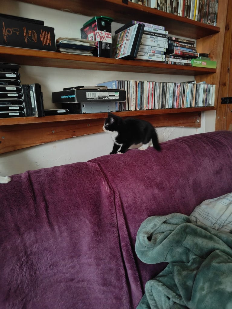 1 very gorgous/playfull and lovable kitten for sale