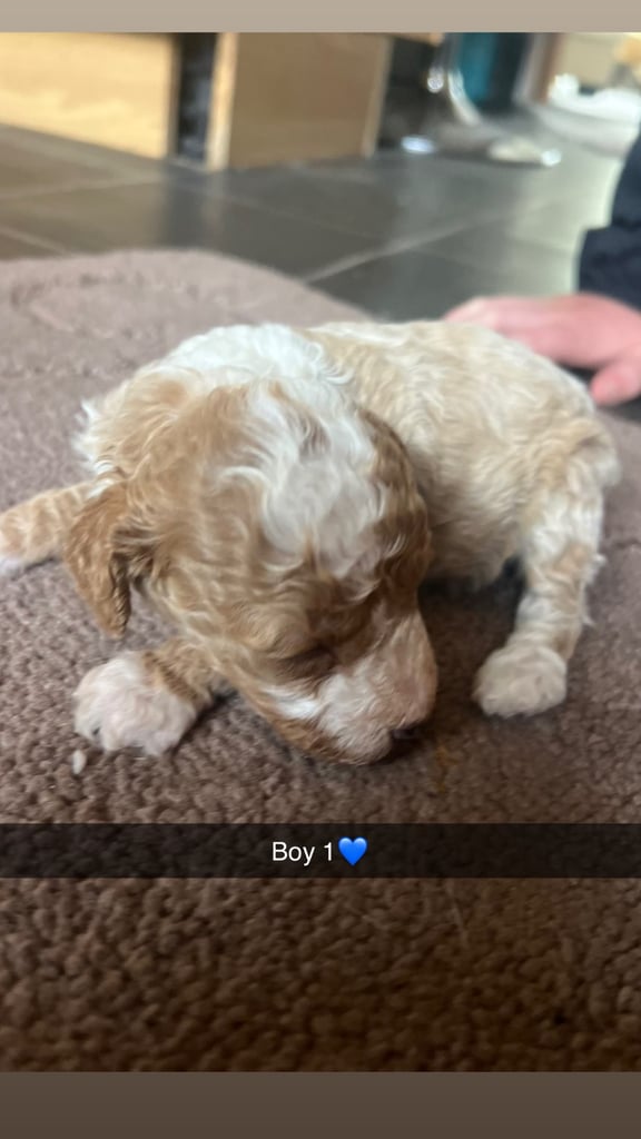 F1 b cockapoo puppies 