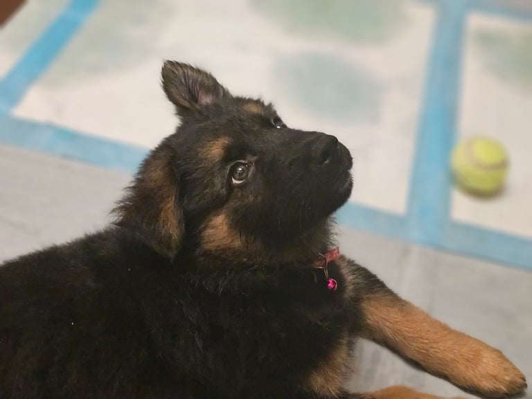 German Shepherd puppy Girl