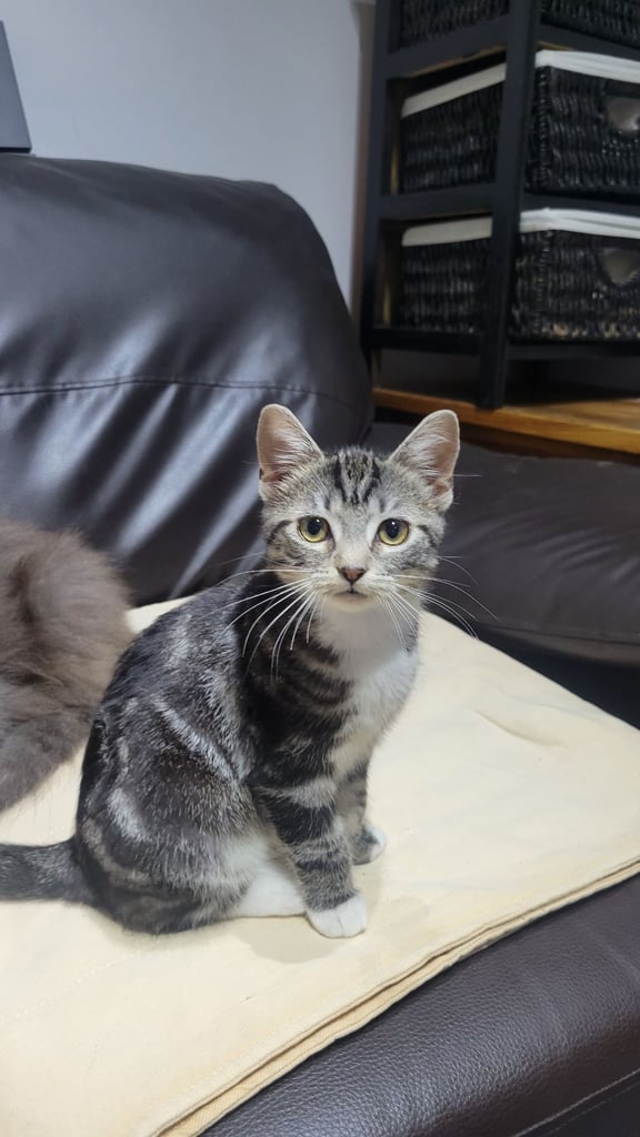 🐱 one Beautiful Cats for Sale 🐱