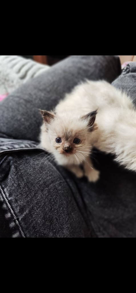 READY NOW- Last little girl pure Ragdoll kitten 