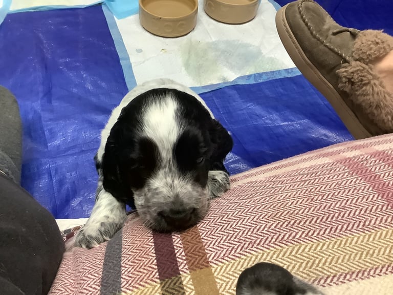 Sprocker spaniel pups
