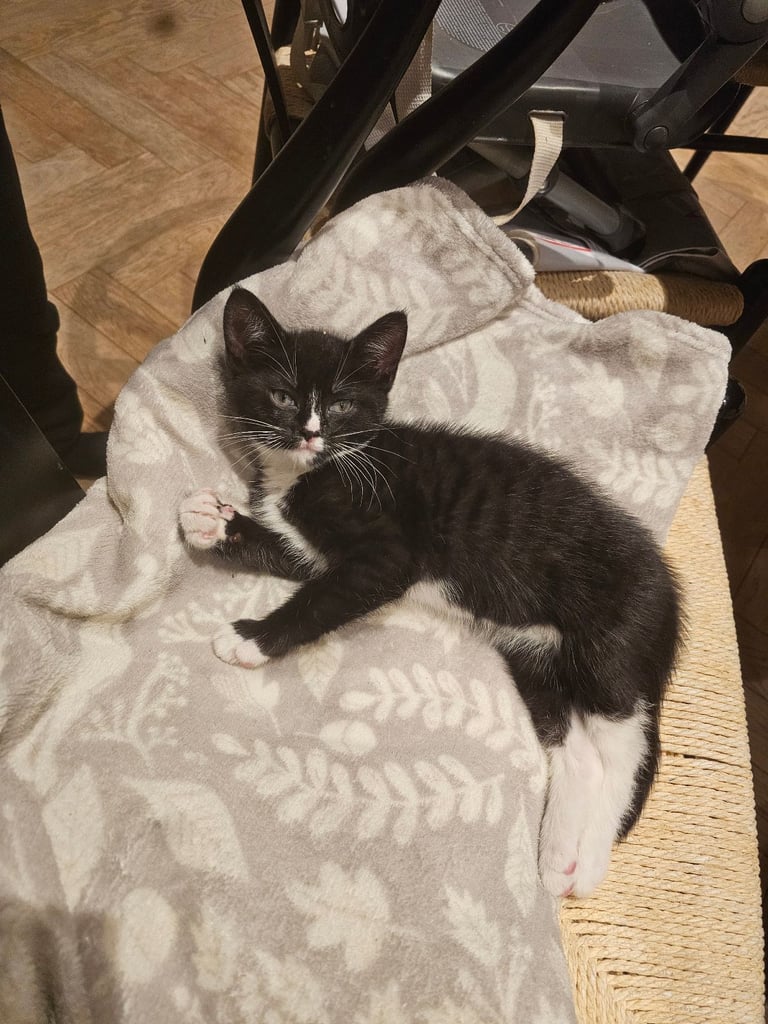 Black white Kitten SOLD