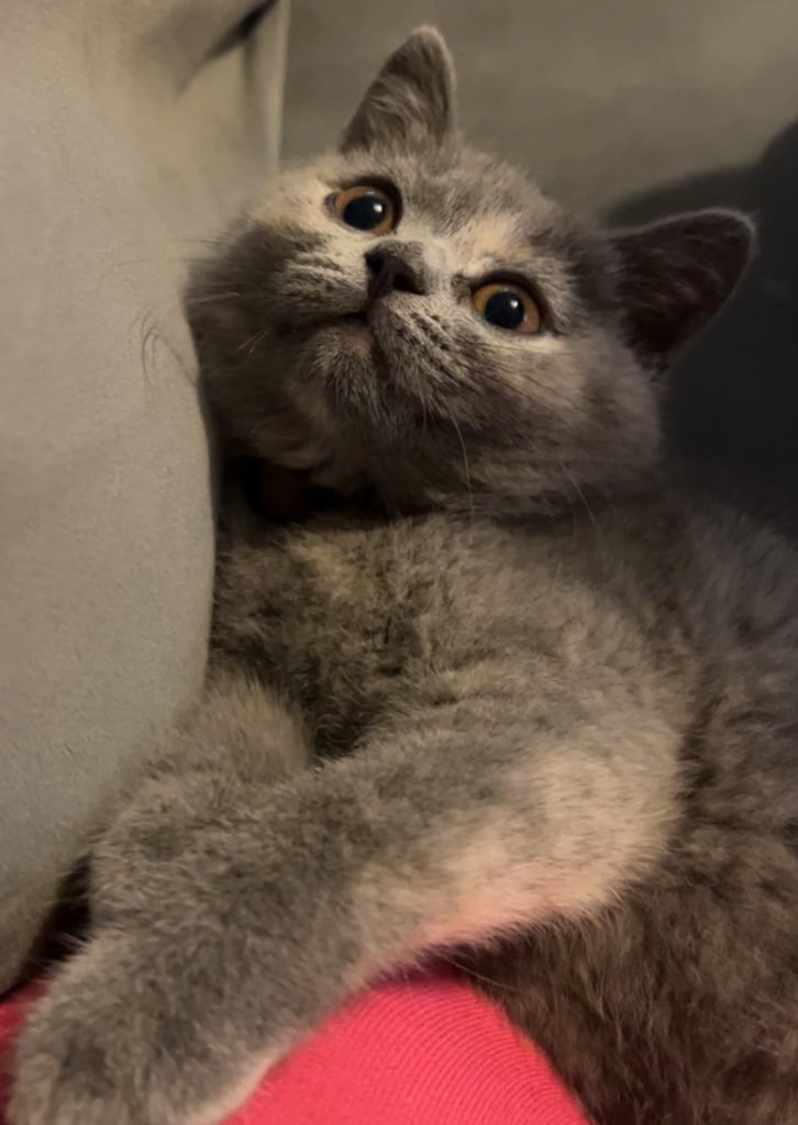 image for Beautiful blue tortie 