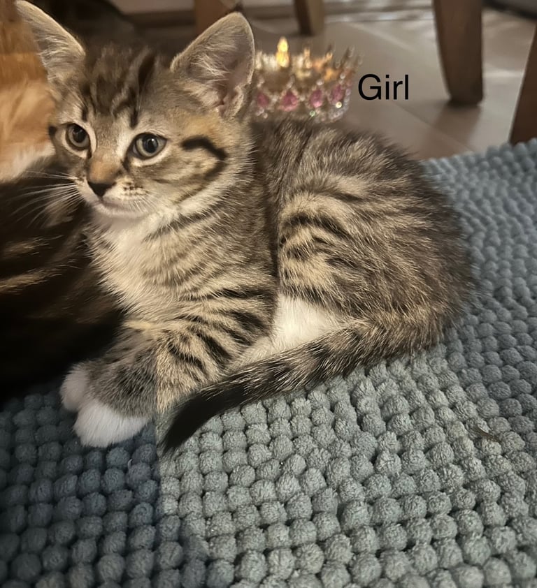 Kittens 