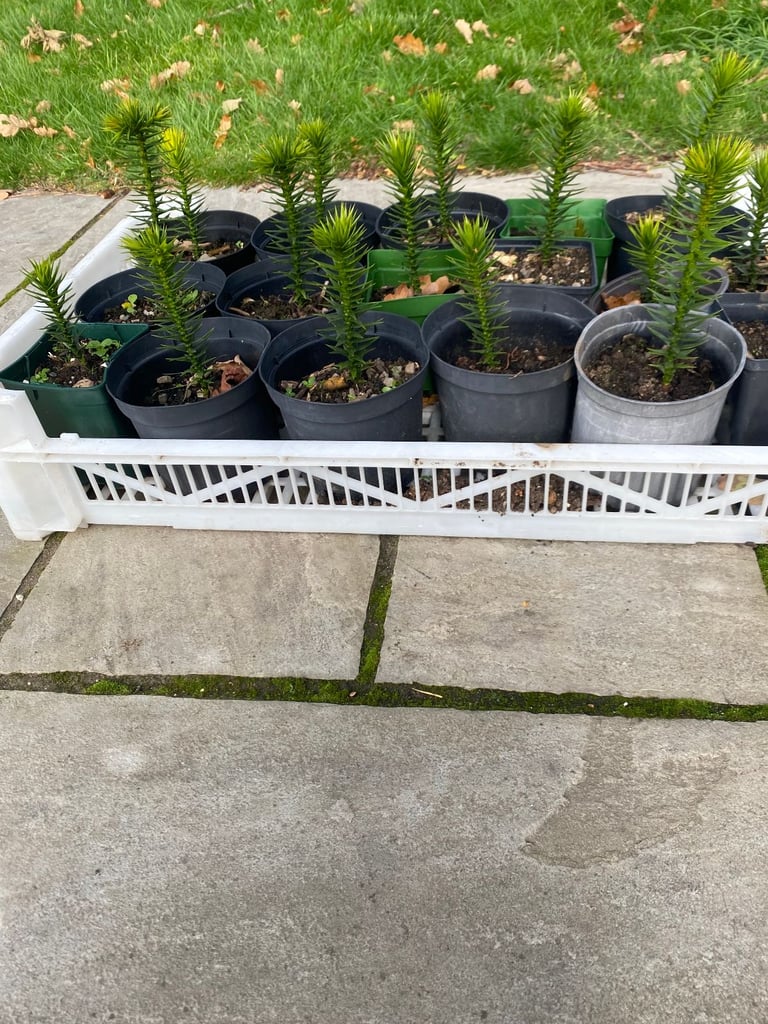 monkey puzzle plants 10/20 cms tall