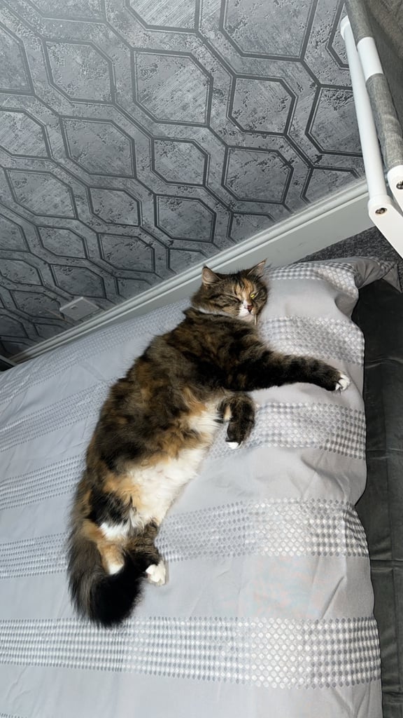 Cats looking for their forever homes