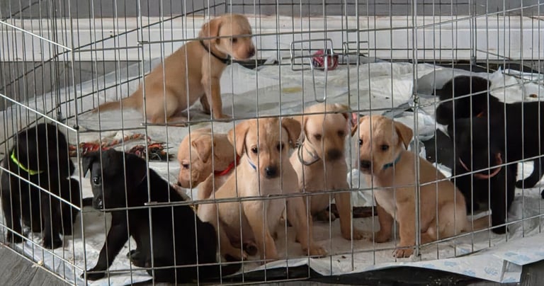 Labrador puppies 