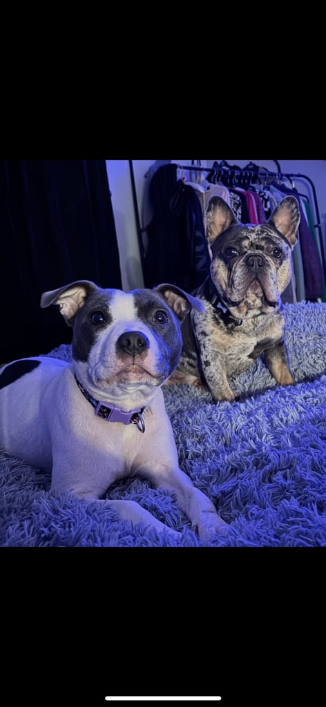 ‼️‼️ STAFF x FRENCH BULLDOG ‼️‼️