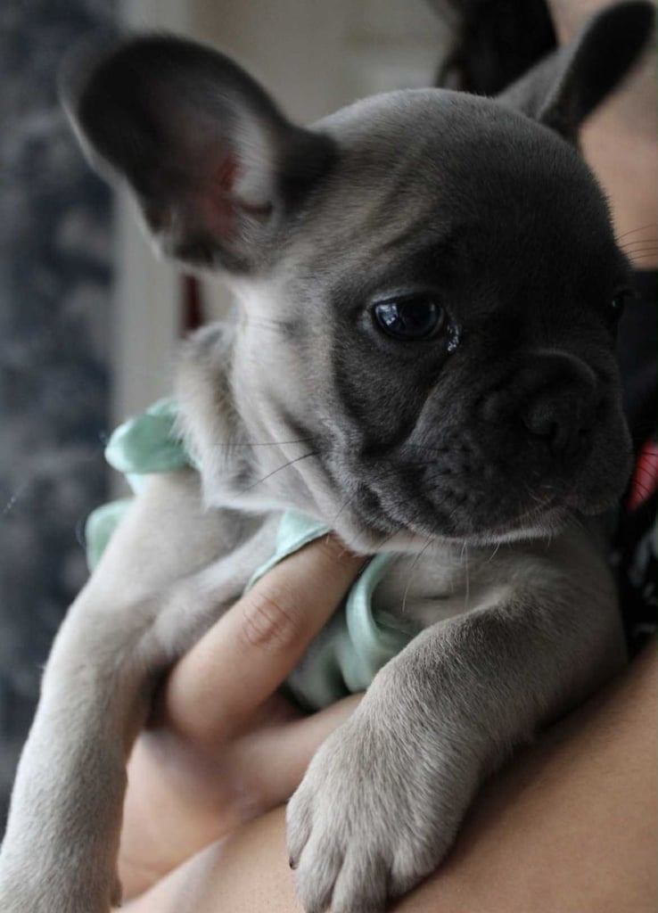 French Bulldog Puppies 