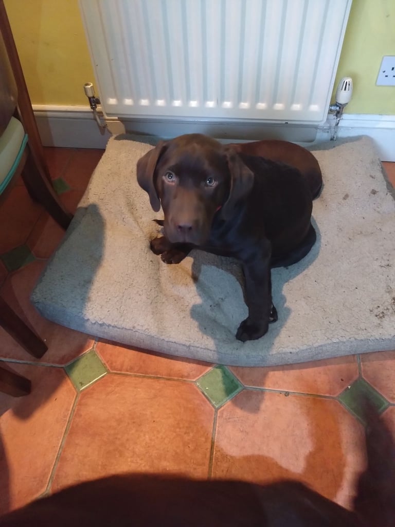 Chocolate Labrador bitch puppy 