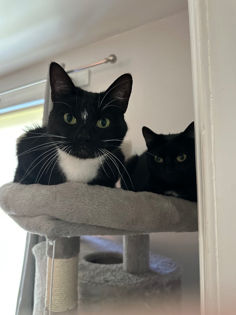 image for Mittens & willow