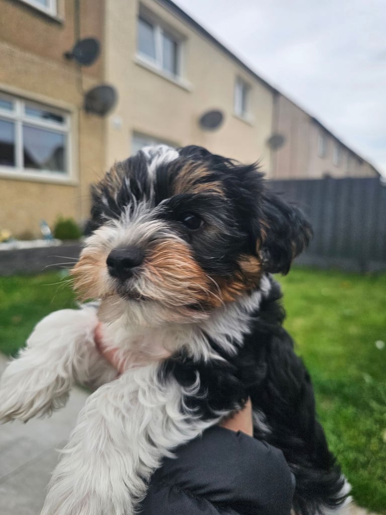 image for Yorkshire terrier Biewer puppies 1 BOY left , ready now 