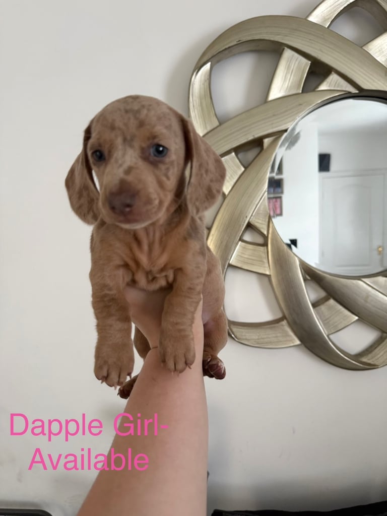 Miniature Dachshund puppies