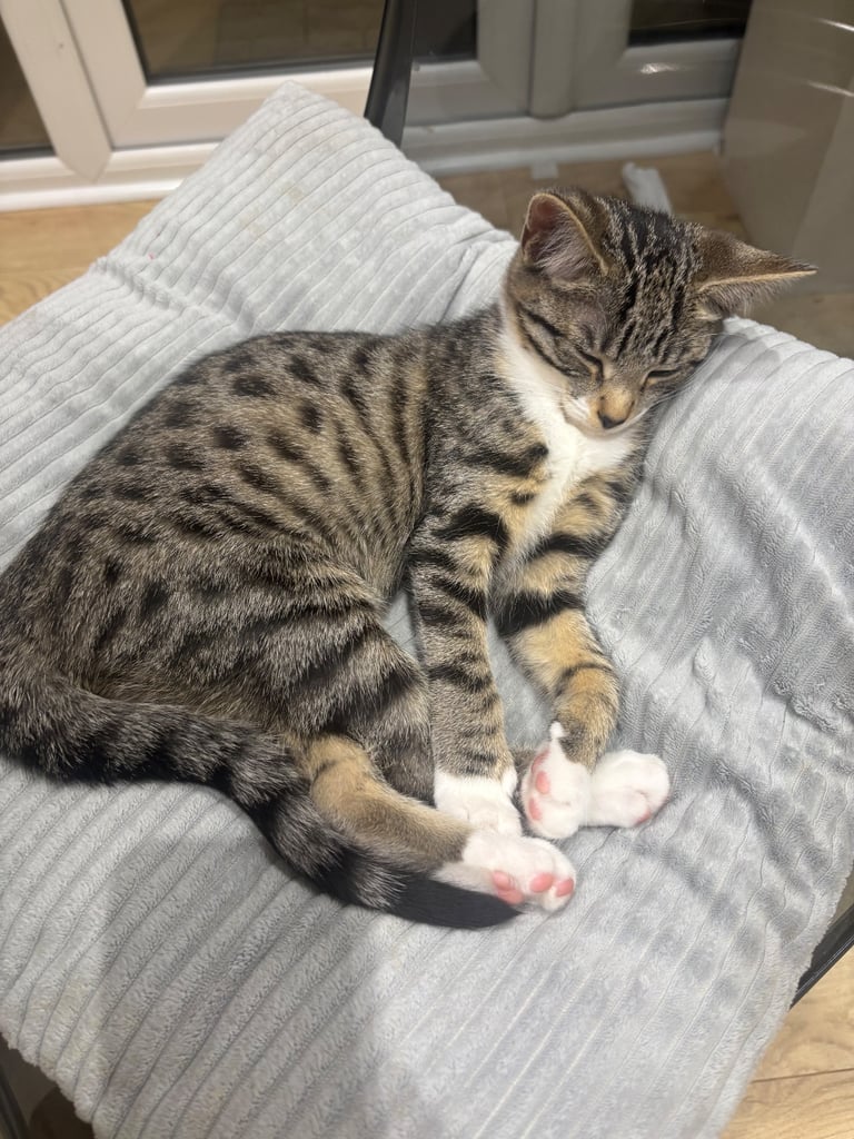 Beautiful mixed breed kittens 