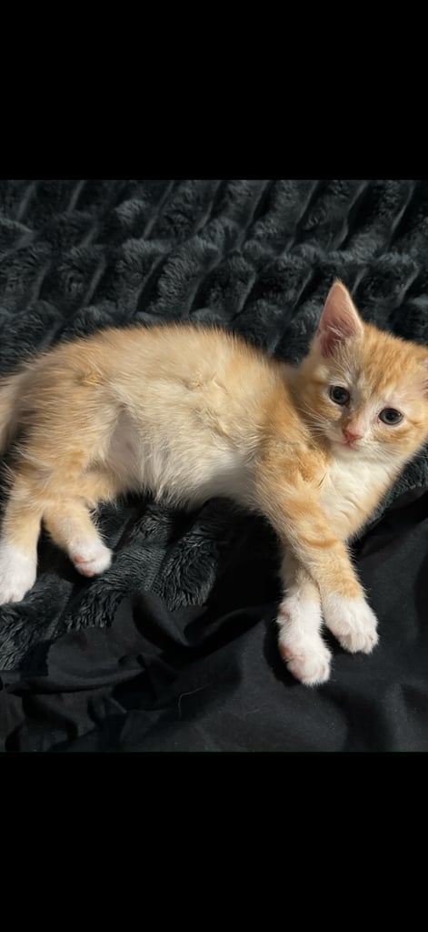 2kittens 1 boy fluffy one and a girl