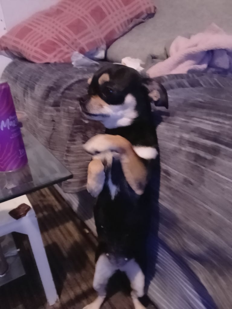 Chihuahua 