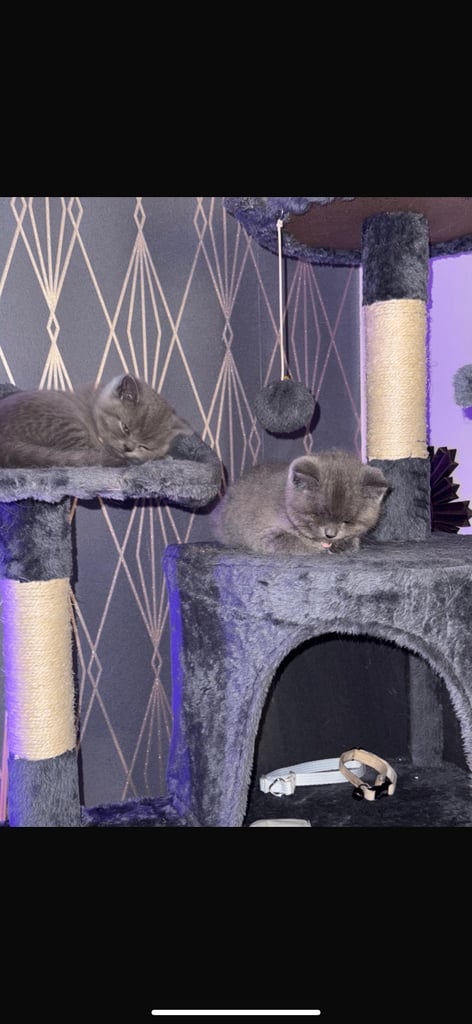 British short hair kittens
