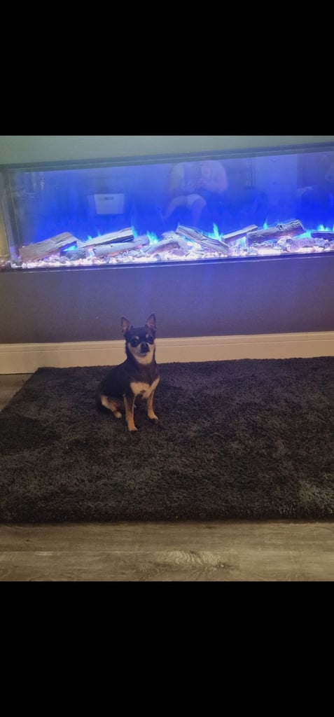 4yr old and  3 year old chihuahuas *MUST GO TOGETHER* 