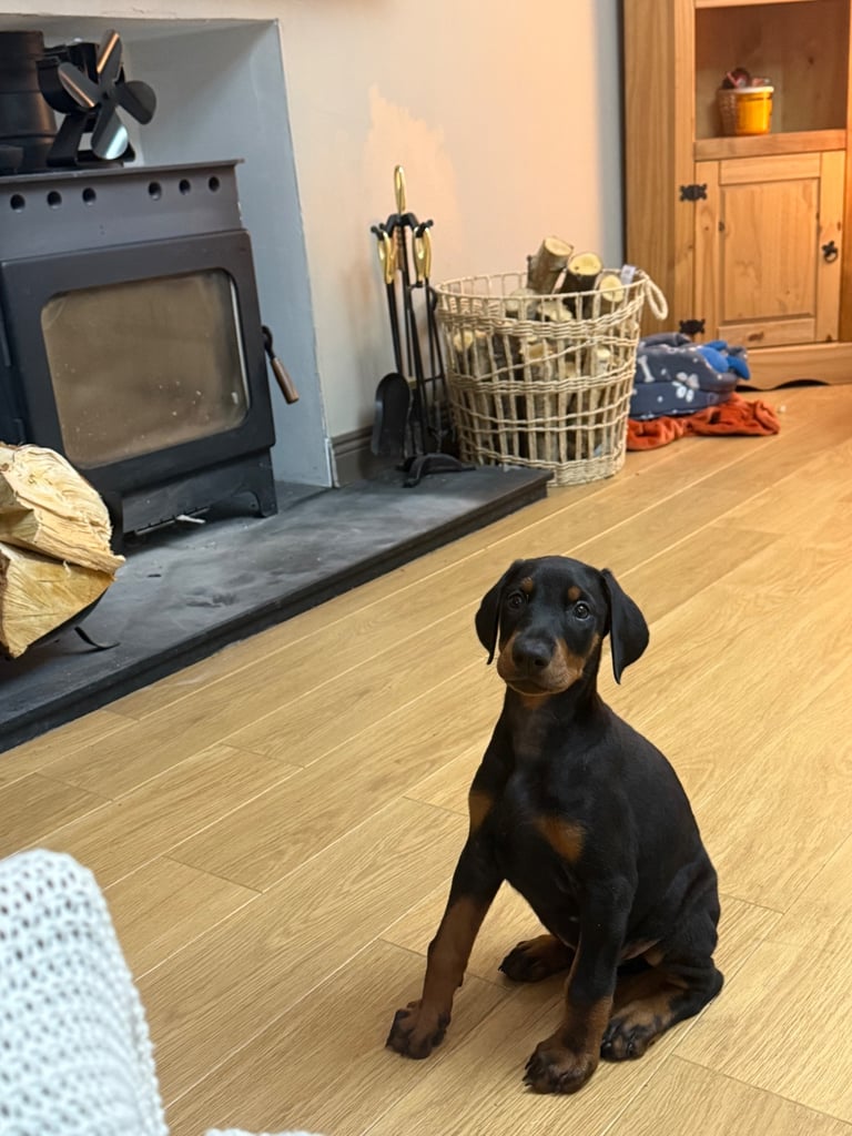 image for Doberman Puppy 