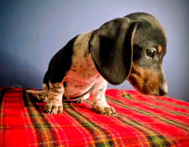 KC Registered Dachshund Puppies